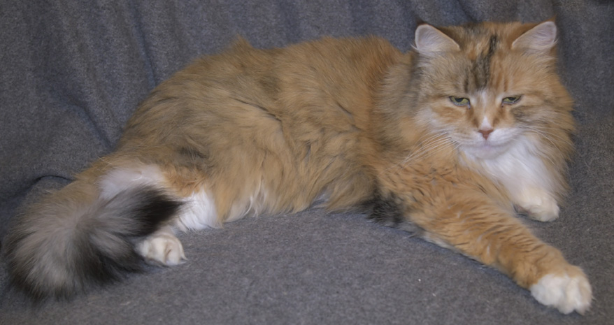 Sibirisk katt Dani